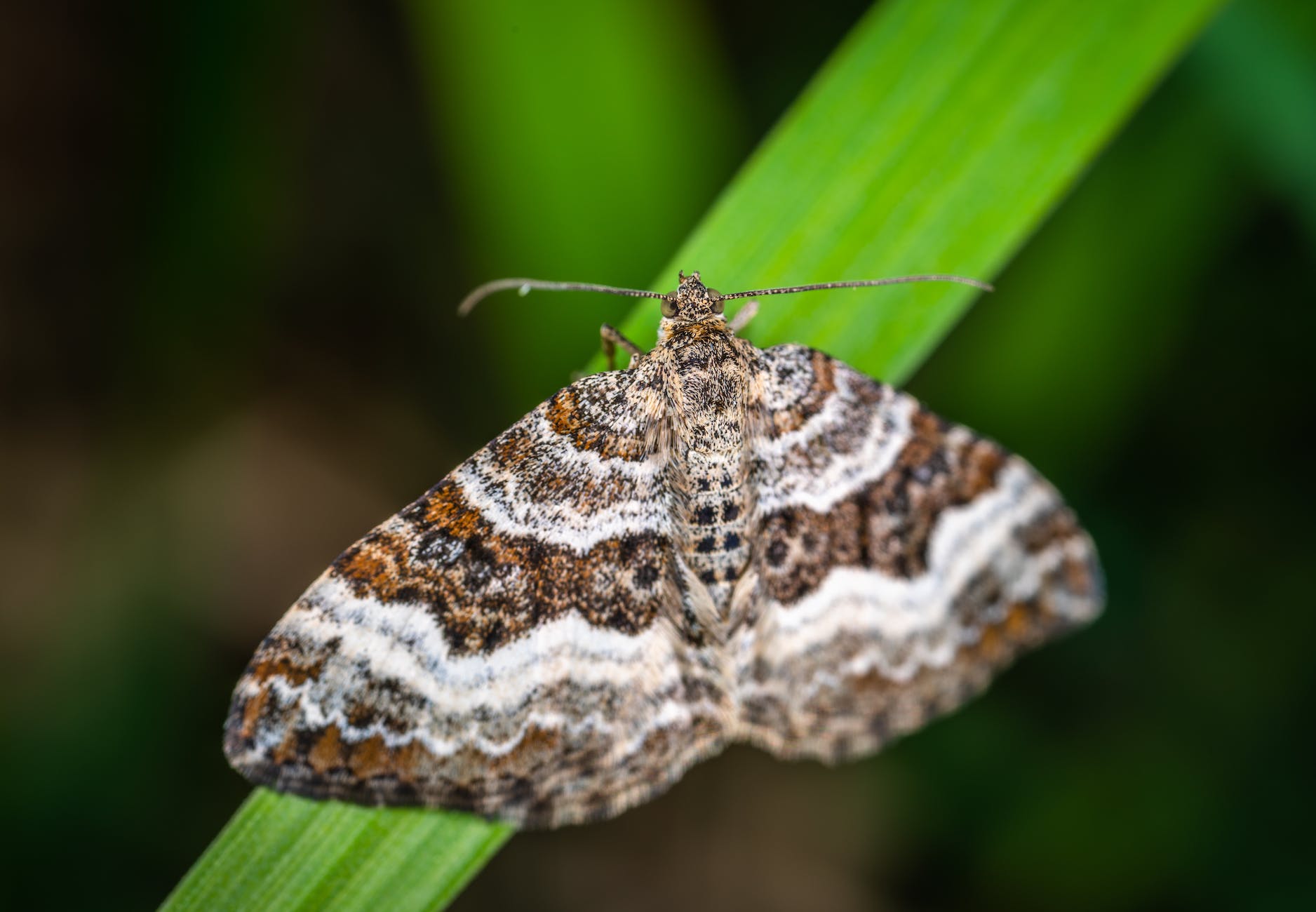 Moth Rescue Pollination: Moths to the rescue? – Learning, Science and Society